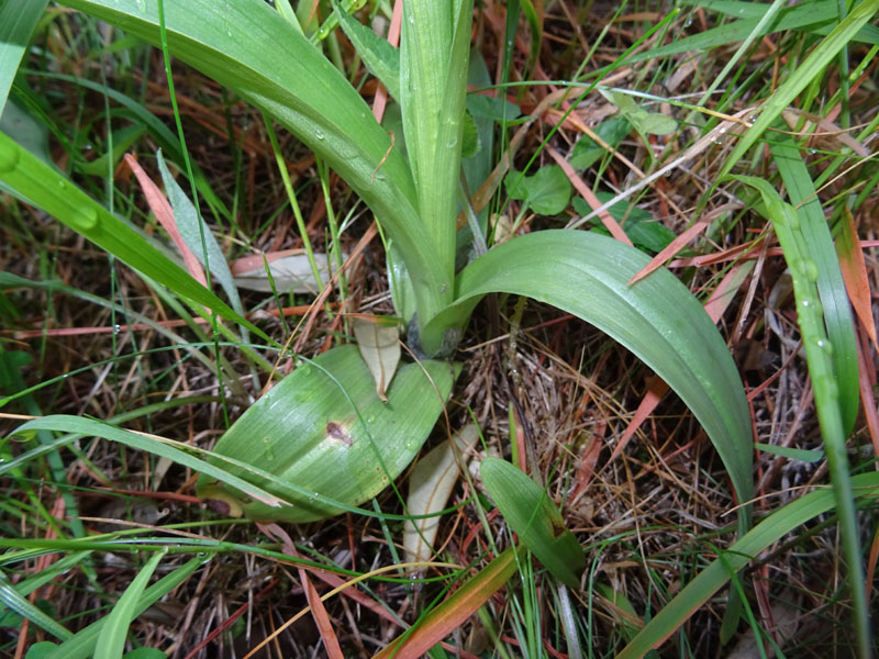 Orchis simia